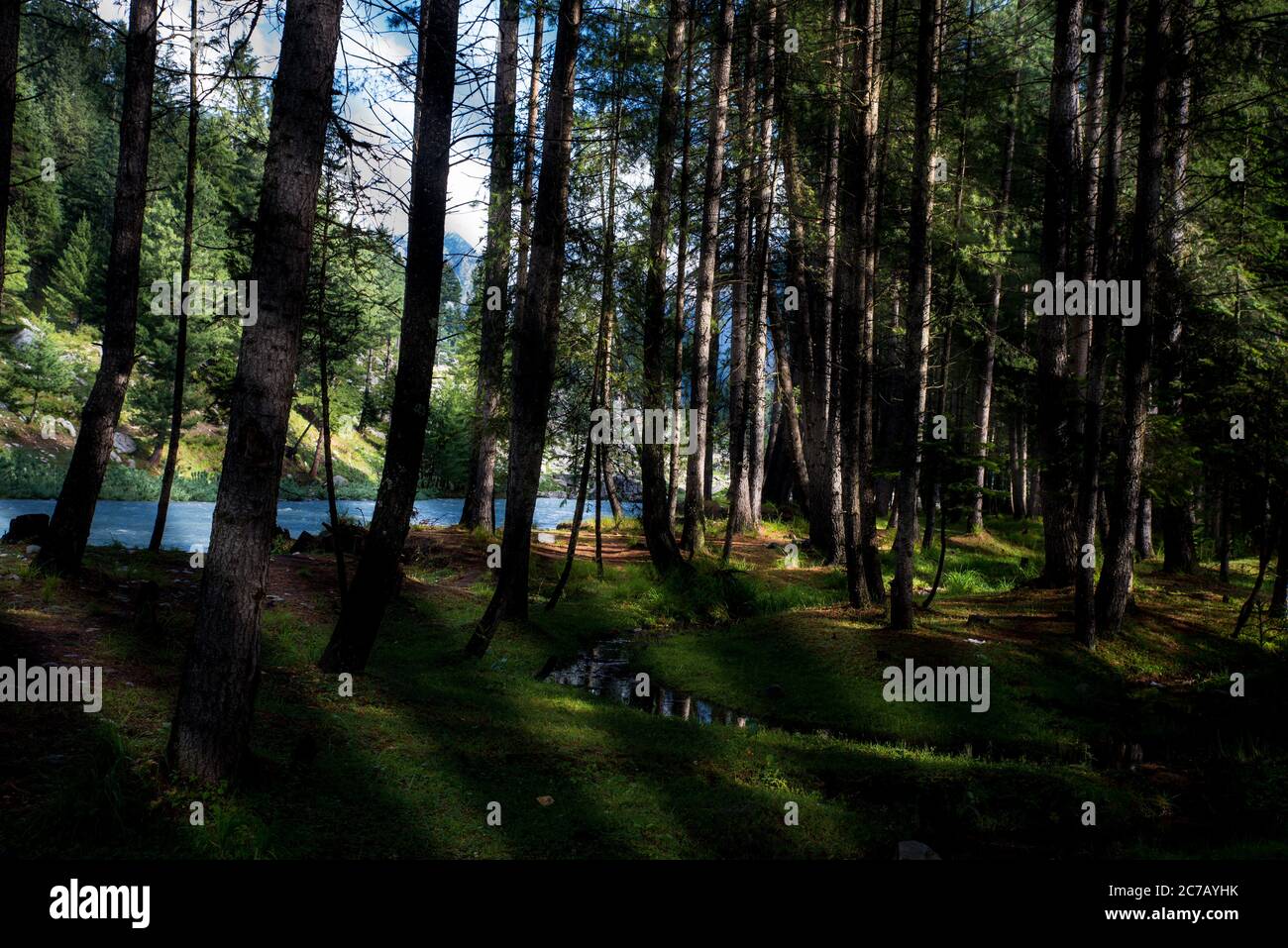Forêt à l'intérieur de la vue de l'arbre de vallée verte avec un espace de copie pour votre texte Banque D'Images