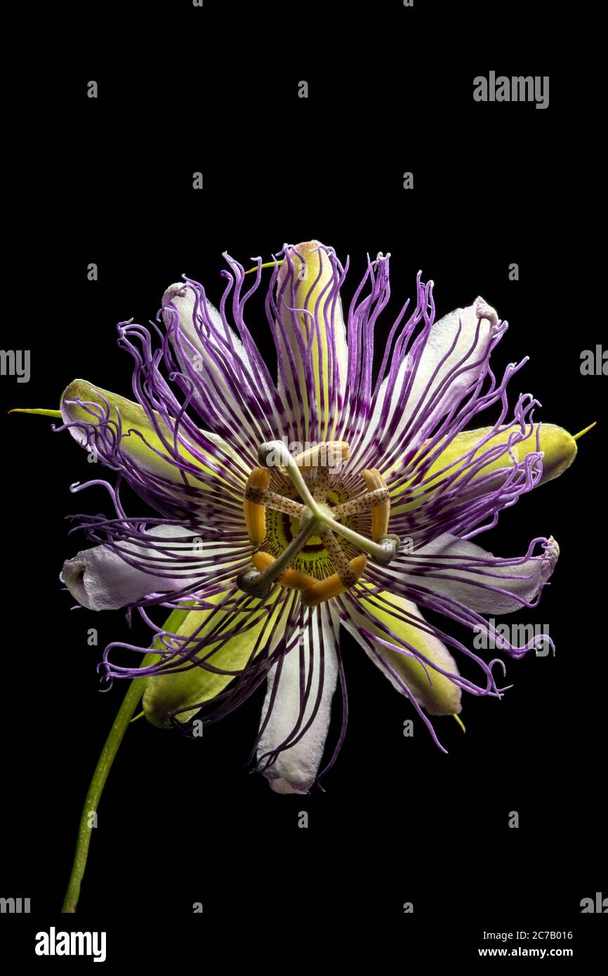 Gros plan de Maypop ou de Passionflower pourpre (Passiflora incarnata) - Brevard, Caroline du Nord, États-Unis Banque D'Images