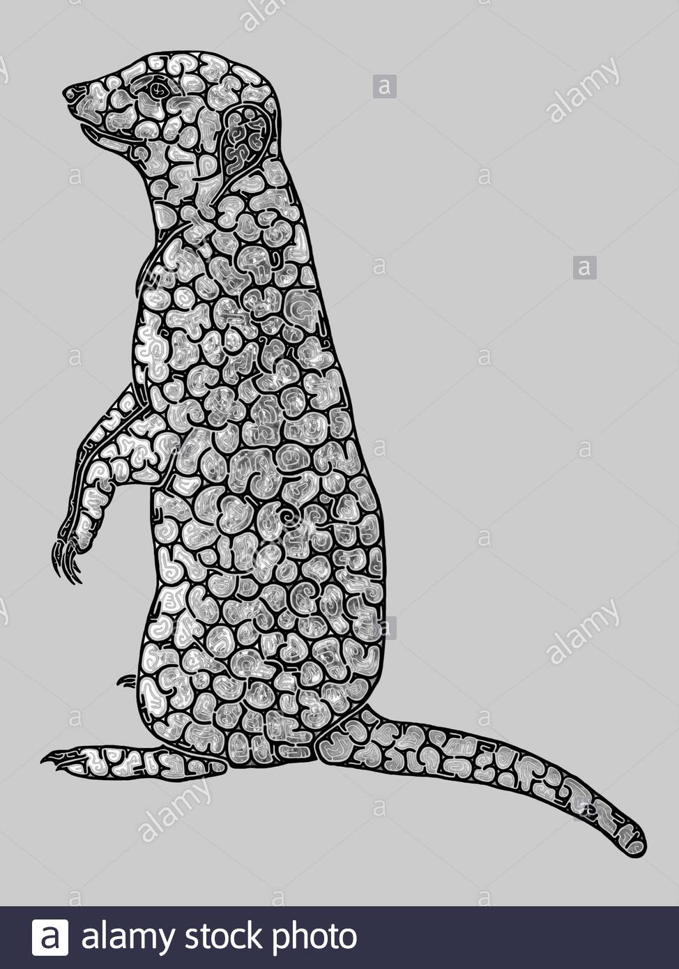 Illustration D Un Meerkat Suricate Suricata Suricata Dessin Noir Et Blanc Avec Contours Noirs Profil Photo Stock Alamy