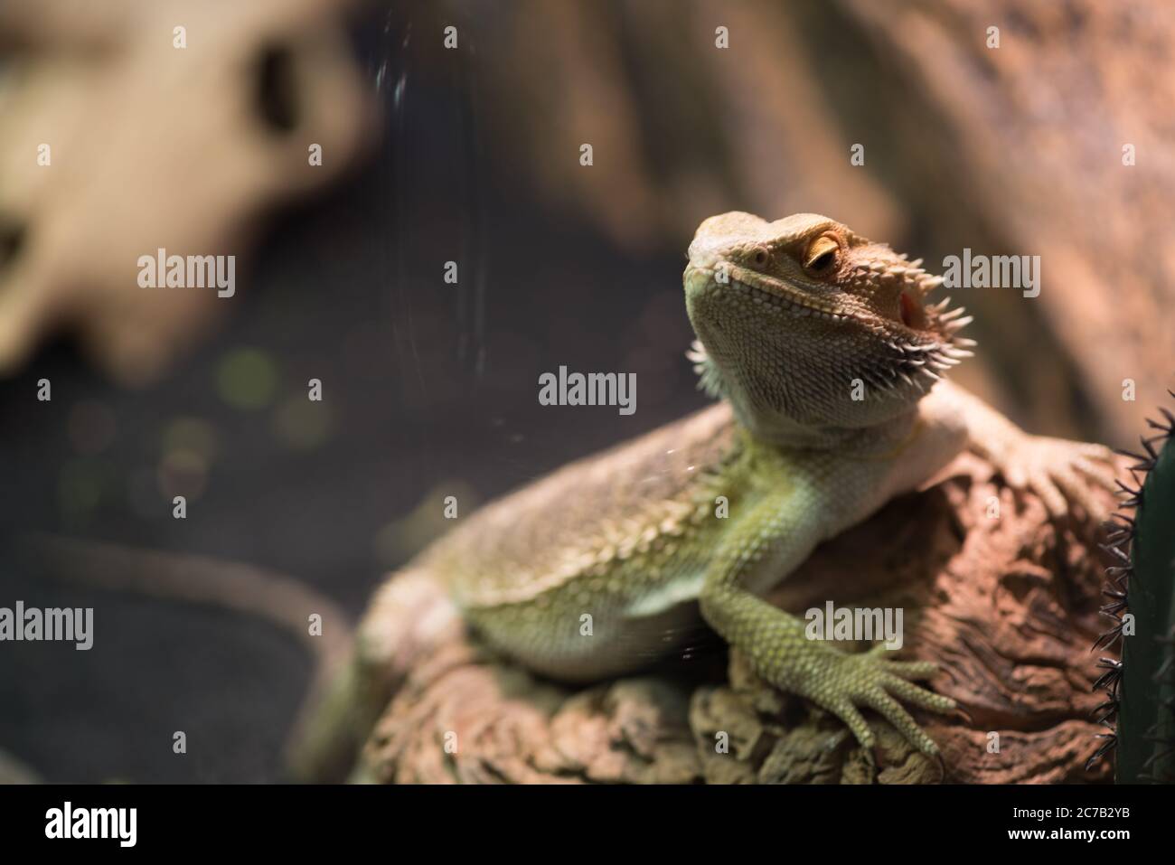 Pogona vitticeps avec la peau vert clair marche dans la nature. Dragon barbu sur fond naturel, défoqué. Concept de vie sauvage et de reptiles. Iguana avec l'aspect arrogant repose sur les racines de l'arbre, l'espace de copie Banque D'Images Pogona vitticeps avec la peau vert clair marche dans la nature. Dragon barbu sur fond naturel, défoqué. Concept de vie sauvage et de reptiles. Iguana avec l'aspect arrogant repose sur les racines de l'arbre, l'espace de copie Banque D'Images