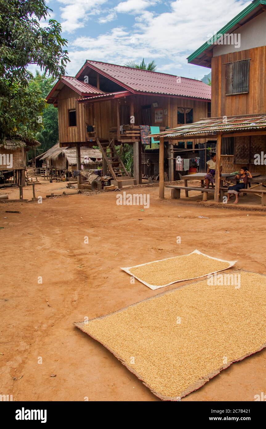 Le riz sèche devant des maisons traditionnelles sur pilotis en bambou dans le village de Kham Mu, un village sur le Mékong près de Luang Prabang dans le centre Banque D'Images