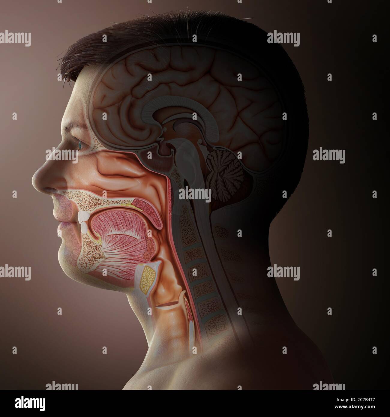 Illustration médicale précise de la trachée et de l'anatomie de l'œsophage mâles, rendue en 3d Banque D'Images