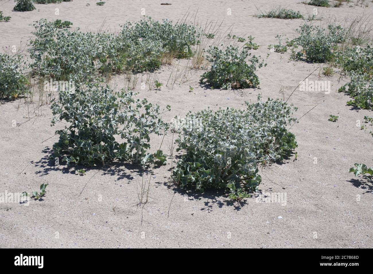 Eryngium maritimum, Holly de la mer. Plante sauvage en été. Banque D'Images