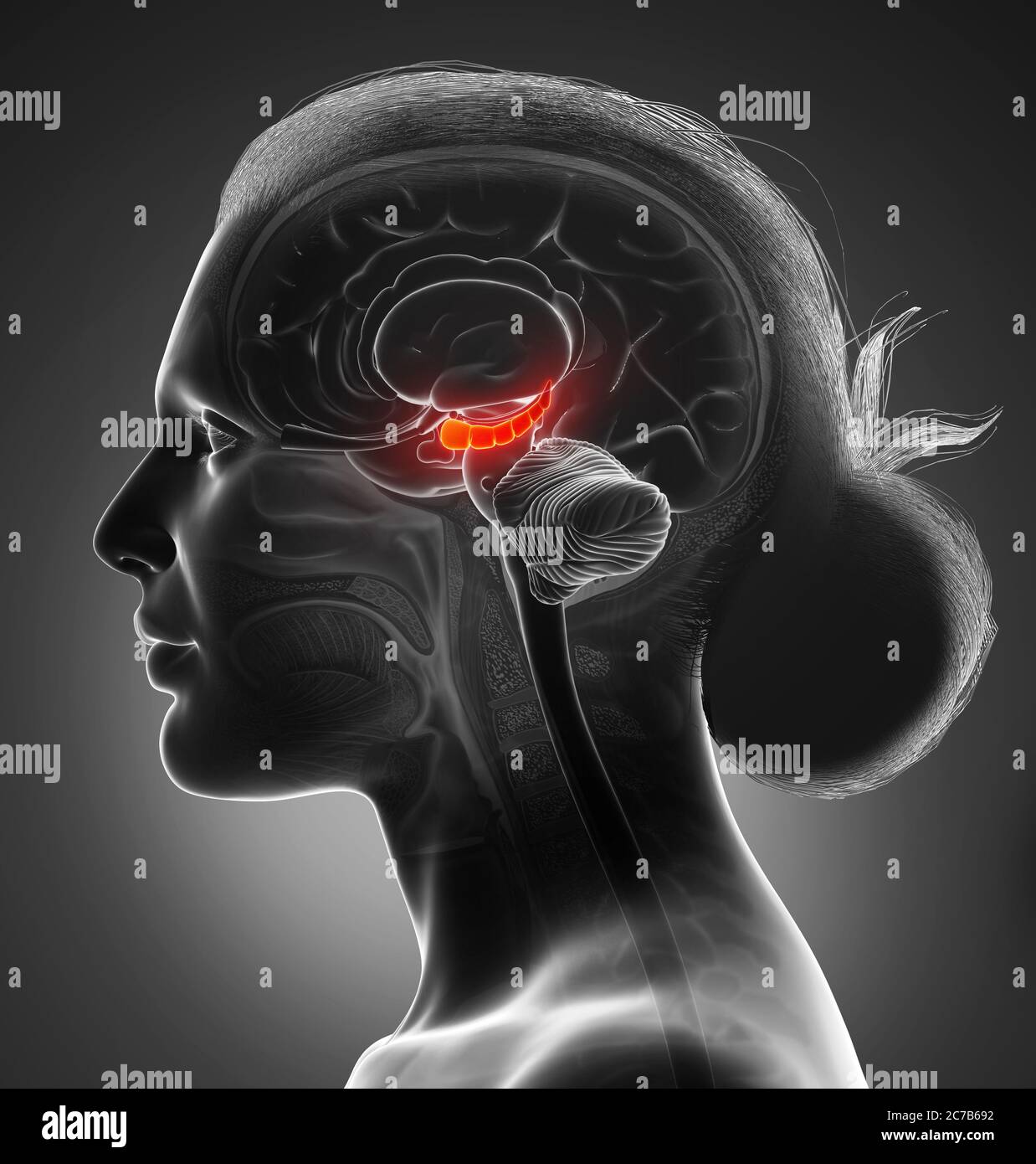rendu 3d illustration médicale de l'anatomie HYPPOCAMPUS du cerveau - coupe transversale Banque D'Images