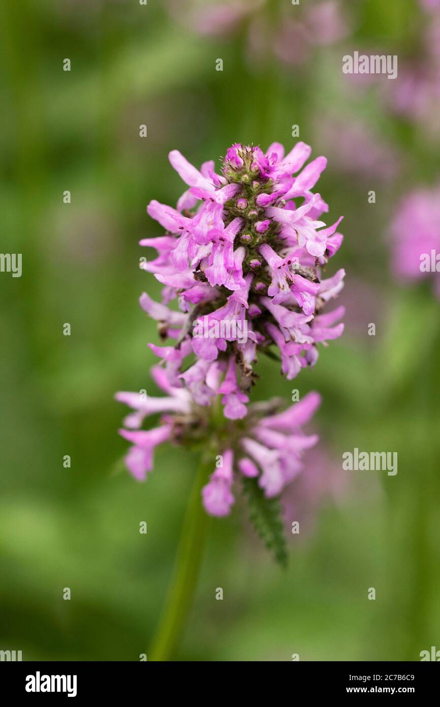 Betonica officinalis, connu sous le nom d'hédgenettle commun, betony, betony pourpre, bétonie de bois, bishoport, ou millepertuis d'évêque, parfois utilisé comme médecine de fines herbes. Banque D'Images