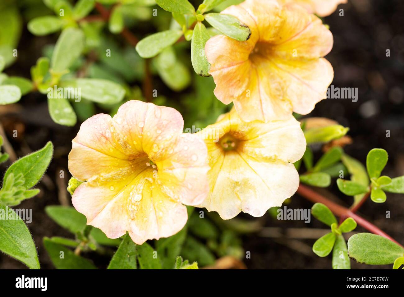 Un hybride pétunia, Supertunia, dans le miel de variété, poussant dans un jardin d'été. Les pétunias sont de la famille des Solanaceae, sous-famille des pétunioideae. Banque D'Images