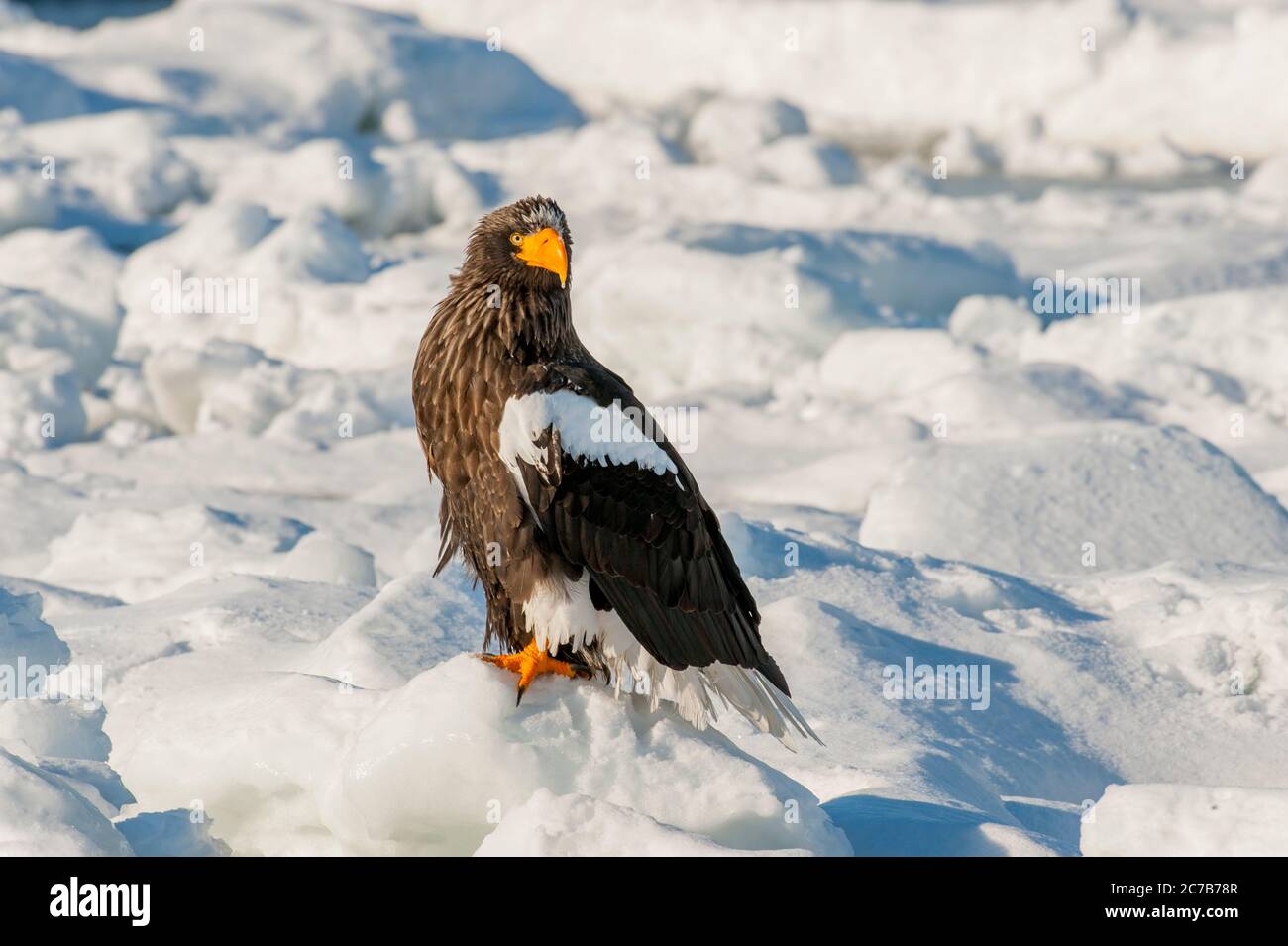 Un aigle de mer des Stellers (Haliaeetus pelagicus) est assis sur la banquise au large de la petite ville de Rausu, qui est située à l'extrémité est du Shire Banque D'Images