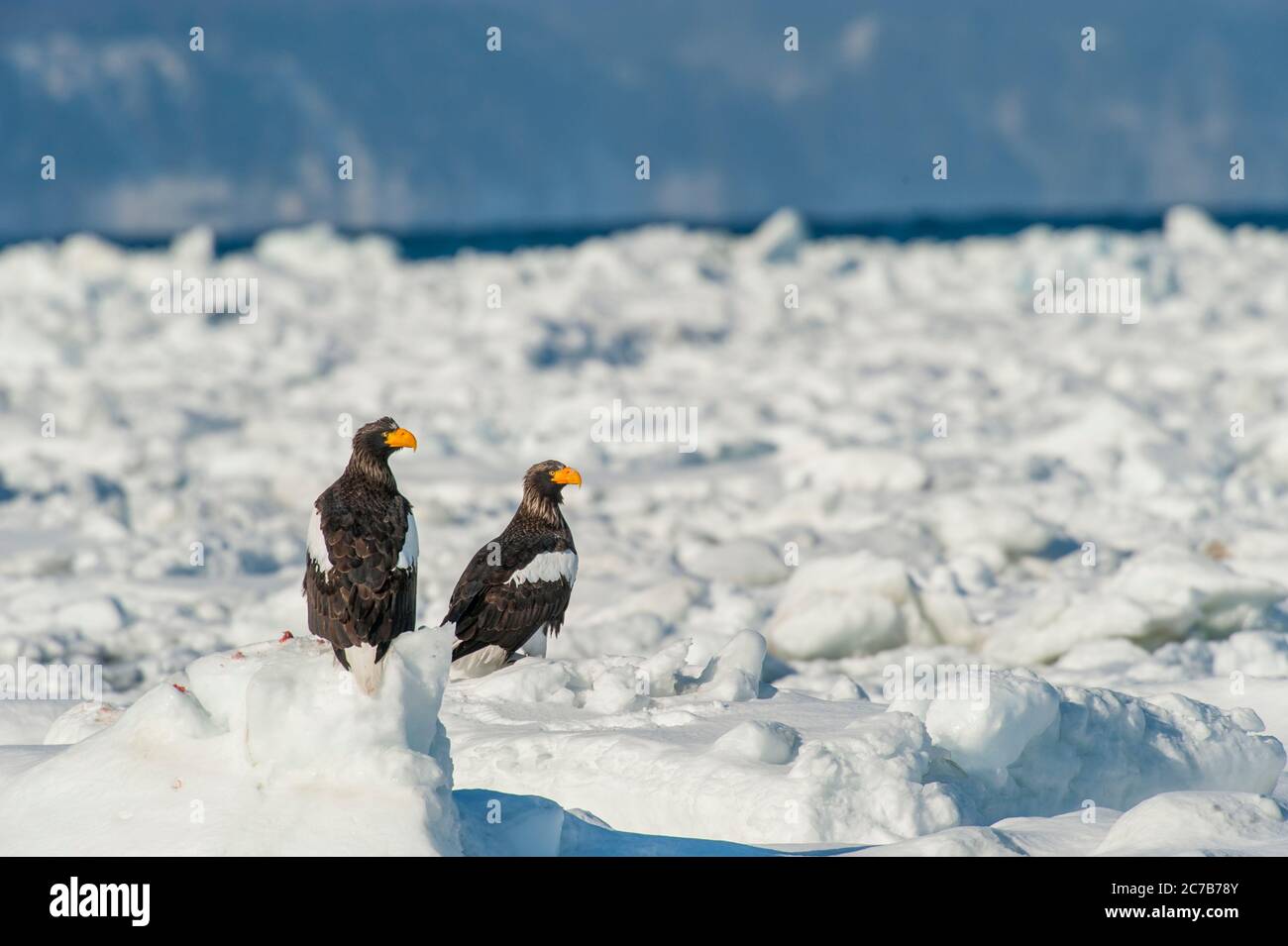 Les aigles de mer de Stellers (Haliaeetus pelagicus) assis sur la glace à paquet au large de la petite ville de Rausu, qui est située à l'extrémité est du Shiretoko Pen Banque D'Images
