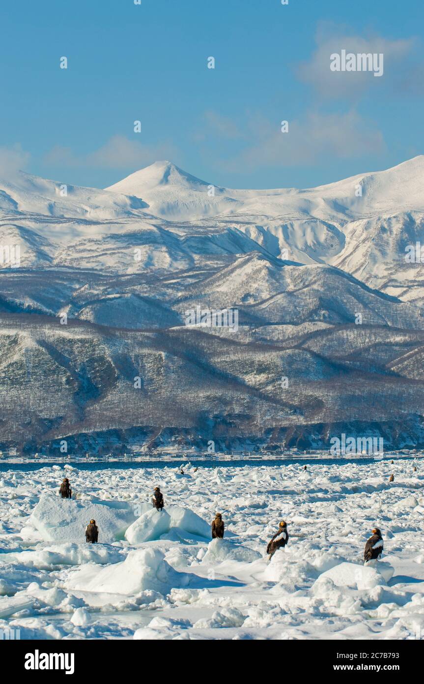 Les aigles de mer de Stellers (Haliaeetus pelagicus) et les aigles à queue blanche (Haliaeetus albicilla) assis sur la glace à emporter au large de la petite ville de Rausu, qui Banque D'Images