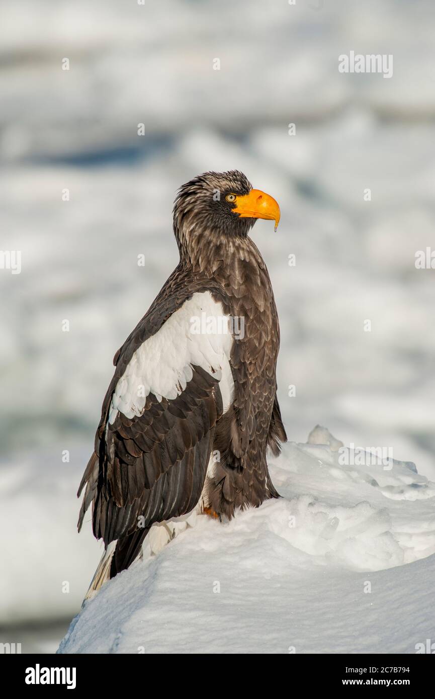 Un aigle de mer des Stellers (Haliaeetus pelagicus) est assis sur la banquise au large de la petite ville de Rausu, qui est située à l'extrémité est du Shire Banque D'Images