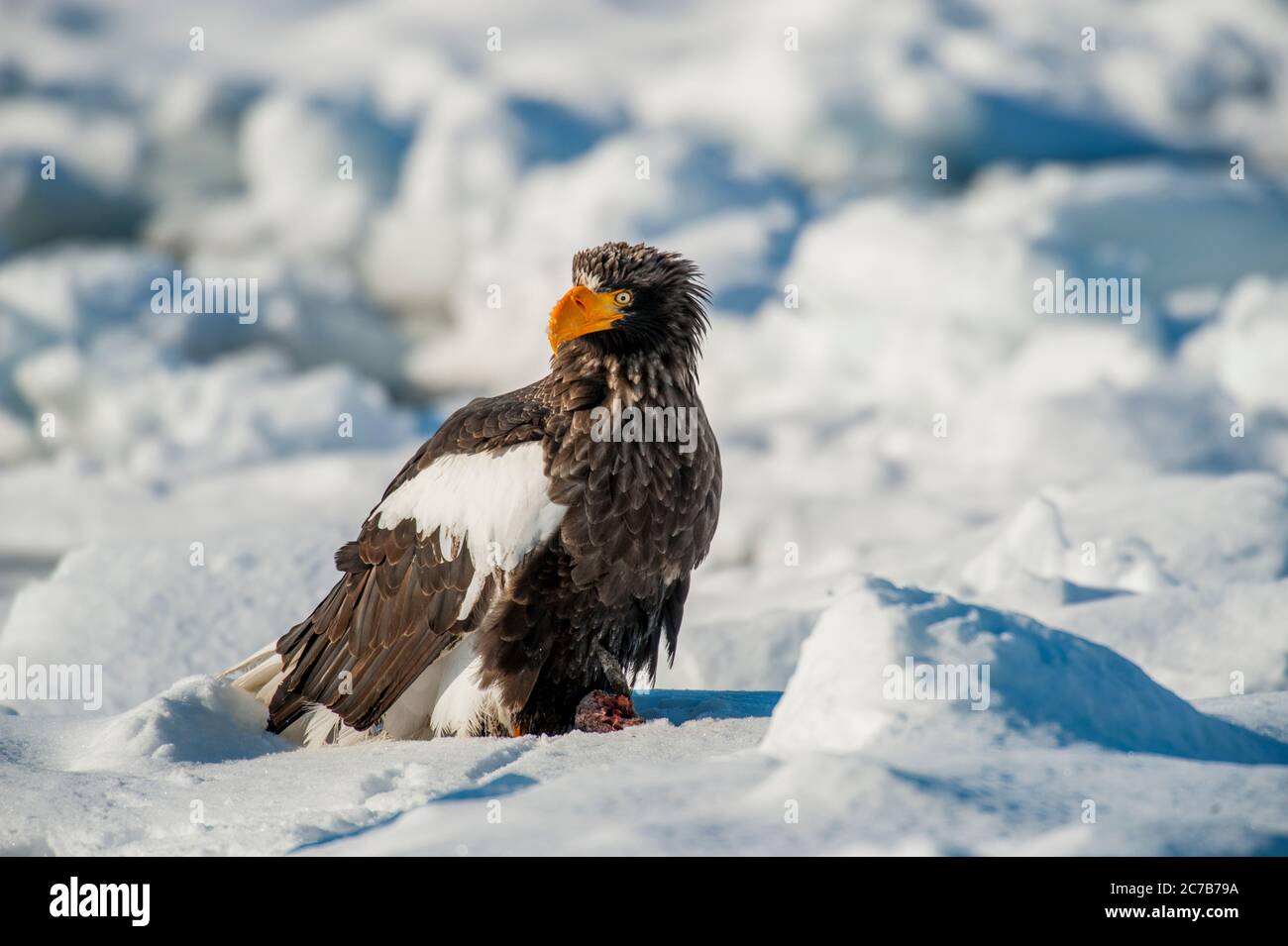Un aigle de mer des Stellers (Haliaeetus pelagicus) est assis sur la banquise au large de la petite ville de Rausu, qui est située à l'extrémité est du Shire Banque D'Images