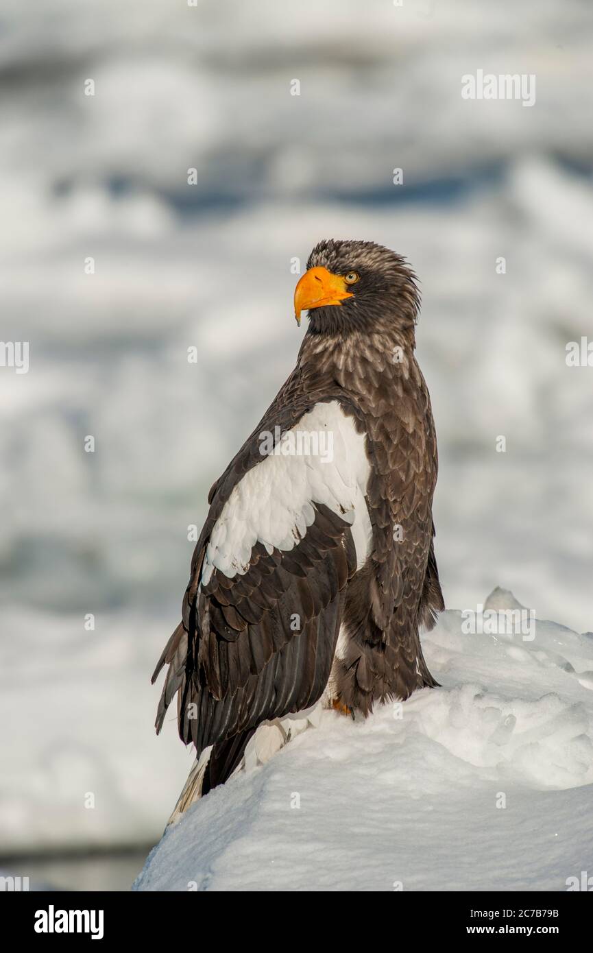 Un aigle de mer des Stellers (Haliaeetus pelagicus) est assis sur la banquise au large de la petite ville de Rausu, qui est située à l'extrémité est du Shire Banque D'Images