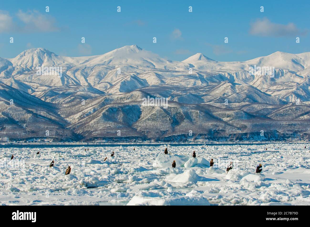 Les aigles de mer de Stellers (Haliaeetus pelagicus) et les aigles à queue blanche (Haliaeetus albicilla) assis sur la glace à emporter au large de la petite ville de Rausu, qui Banque D'Images