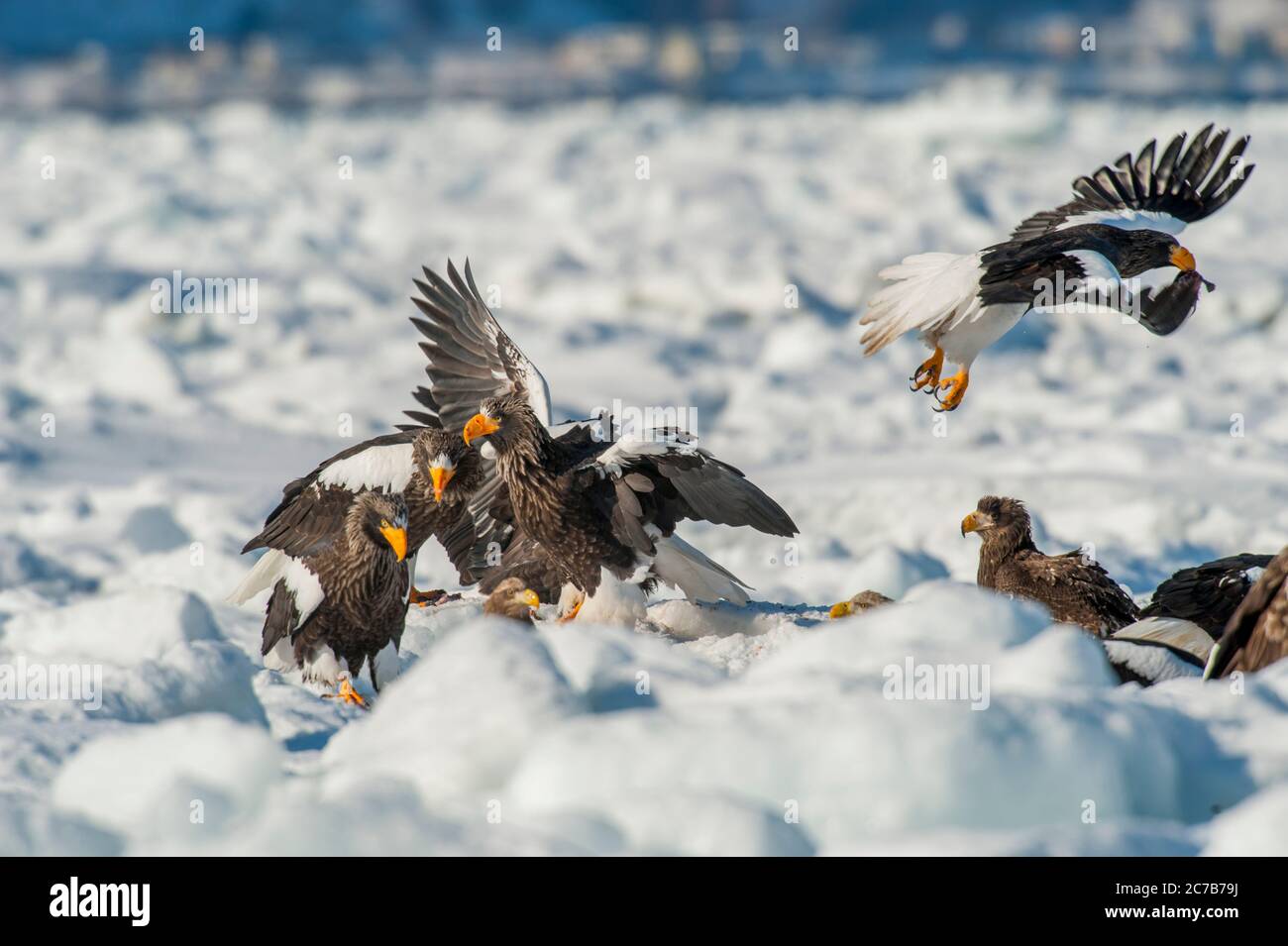 Les aigles de mer de Stellers (Haliaeetus pelagicus) assis sur la glace à paquet au large de la petite ville de Rausu, qui est située à l'extrémité est du Shiretoko Pen Banque D'Images