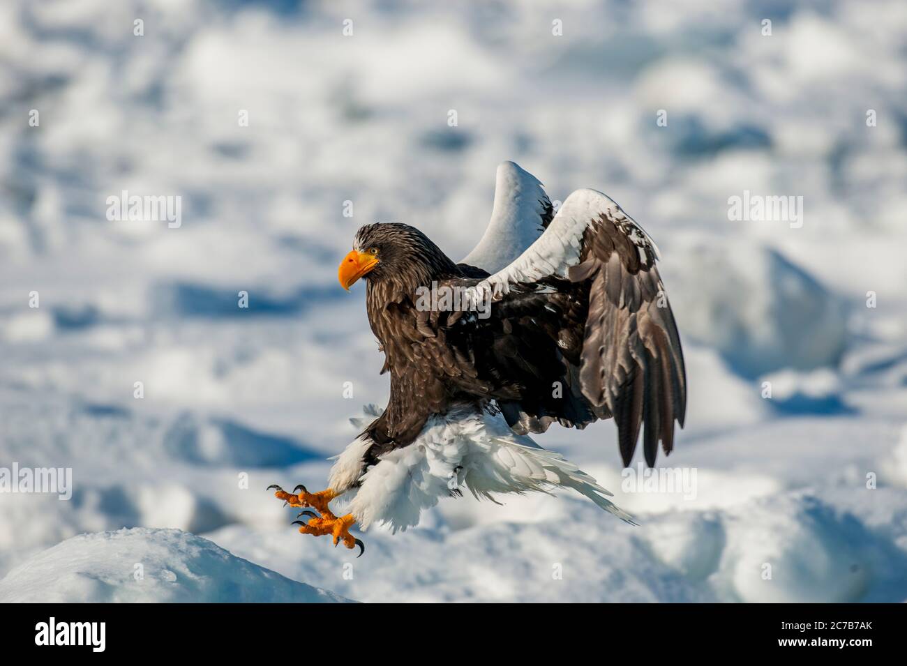 Un aigle de mer des Stellers (Haliaeetus pelagicus) débarque sur la banquise au large de la petite ville de Rausu, située à l'extrémité est du Shire Banque D'Images