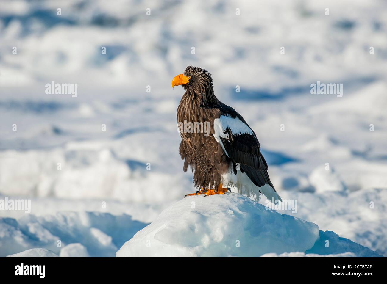 Un aigle de mer des Stellers (Haliaeetus pelagicus) est assis sur la banquise au large de la petite ville de Rausu, qui est située à l'extrémité est du Shire Banque D'Images