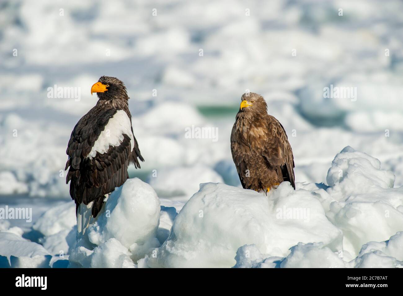 Un aigle de mer des Stellers (Haliaeetus pelagicus) et un aigle à queue blanche (Haliaeetus albicilla) assis sur la glace à emporter au large de la petite ville de Rausu, qui Banque D'Images