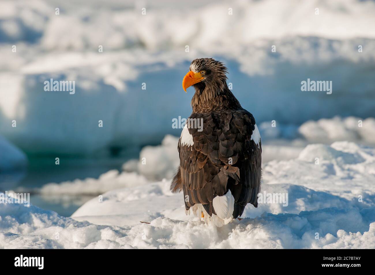 Un aigle de mer des Stellers (Haliaeetus pelagicus) est assis sur la banquise au large de la petite ville de Rausu, qui est située à l'extrémité est du Shire Banque D'Images