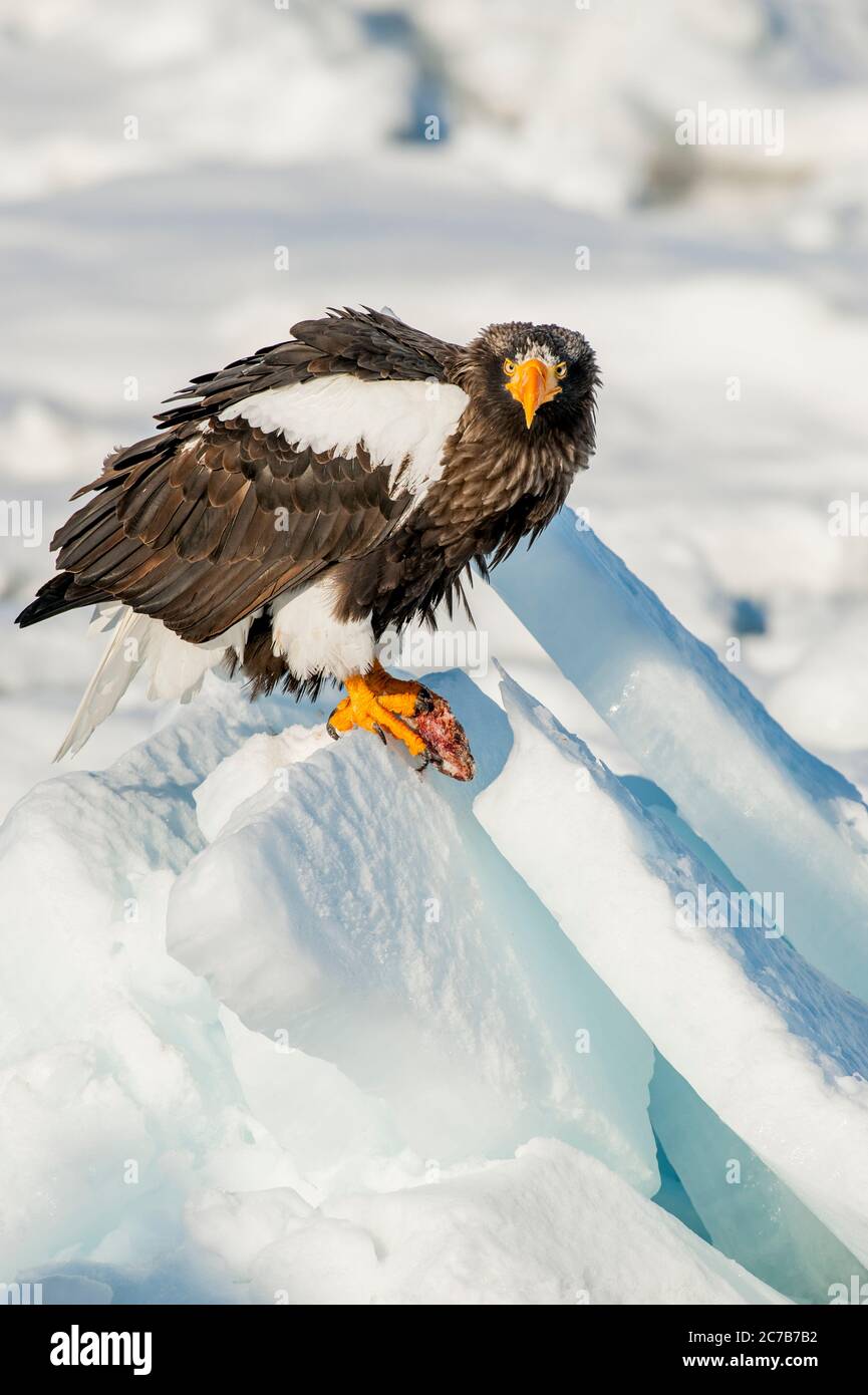 Un aigle de mer des Stellers (Haliaeetus pelagicus) est assis sur la banquise au large de la petite ville de Rausu, qui est située à l'extrémité est du Shire Banque D'Images