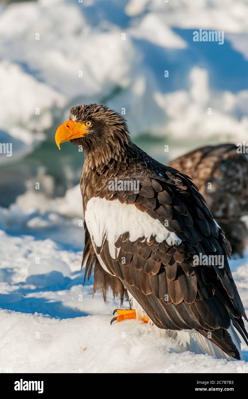 Un aigle de mer des Stellers (Haliaeetus pelagicus) est assis sur la banquise au large de la petite ville de Rausu, qui est située à l'extrémité est du Shire Banque D'Images