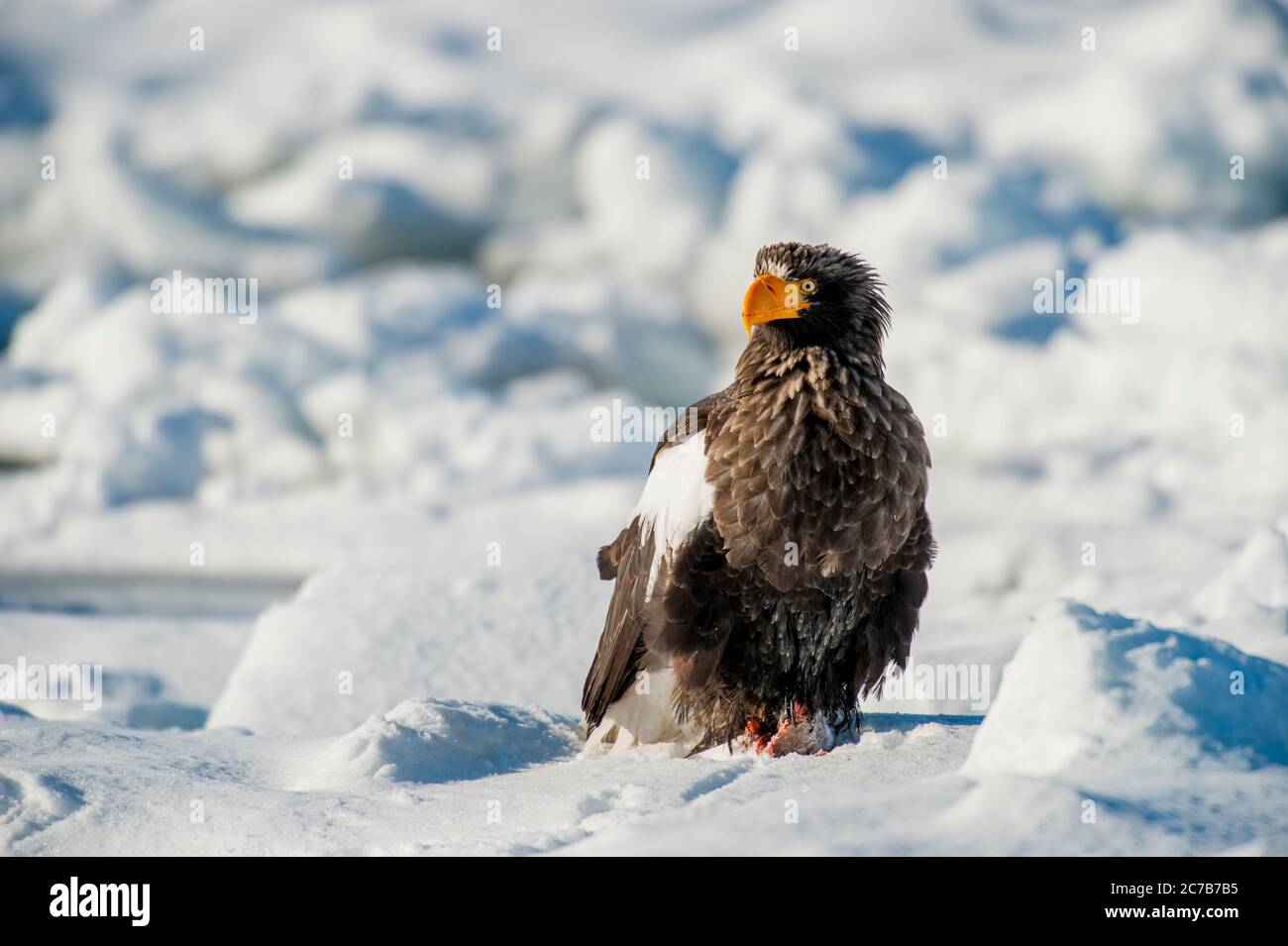 Un aigle de mer des Stellers (Haliaeetus pelagicus) est assis sur la banquise au large de la petite ville de Rausu, qui est située à l'extrémité est du Shire Banque D'Images