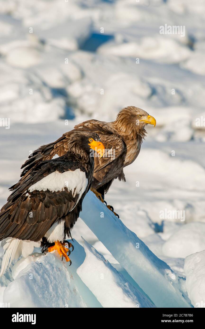 Un aigle de mer des Stellers (Haliaeetus pelagicus) et un aigle à queue blanche (Haliaeetus albicilla) assis sur la glace à emporter au large de la petite ville de Rausu, qui Banque D'Images