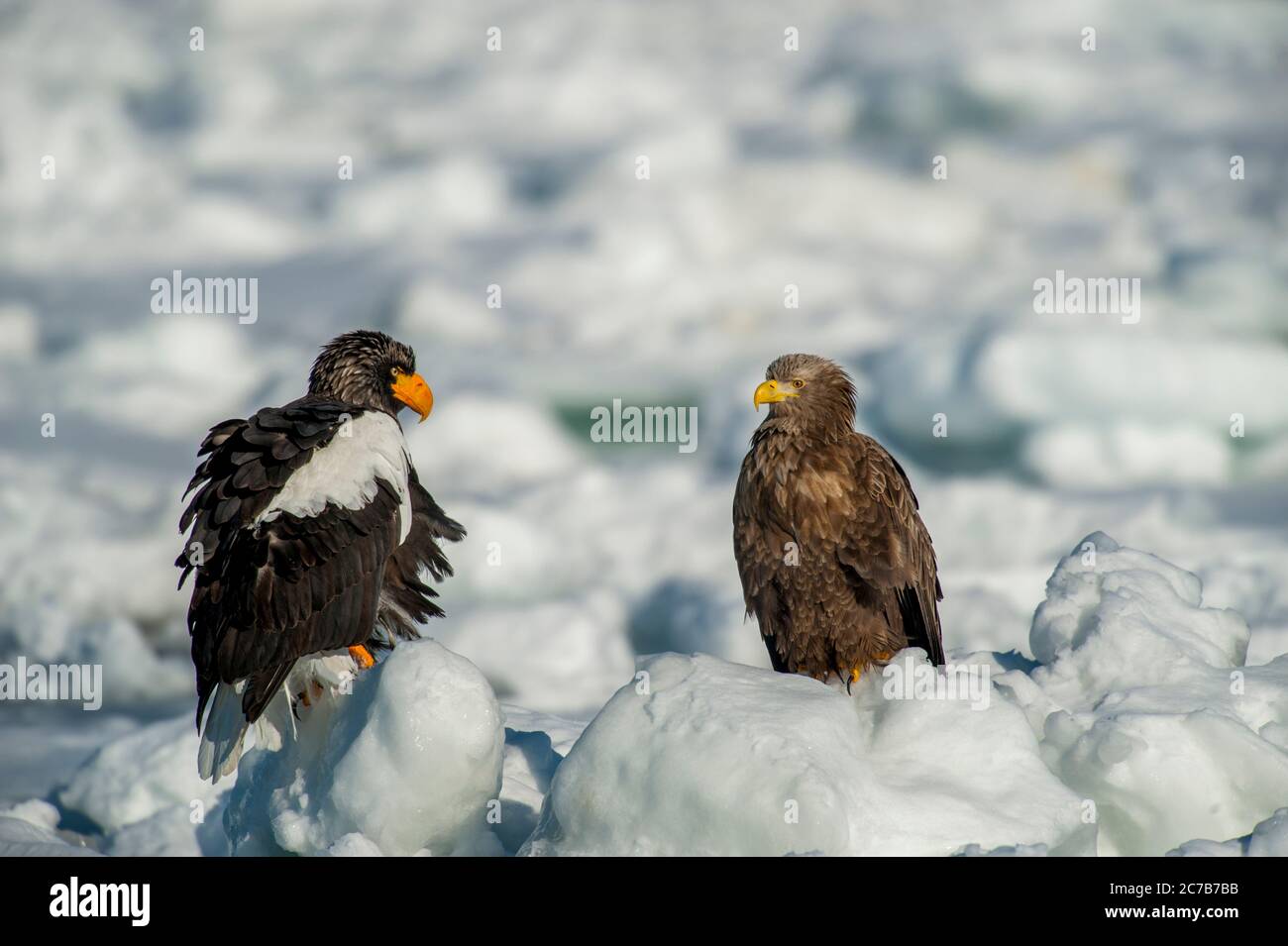 Un aigle de mer des Stellers (Haliaeetus pelagicus) et un aigle à queue blanche (Haliaeetus albicilla) assis sur la glace à emporter au large de la petite ville de Rausu, qui Banque D'Images