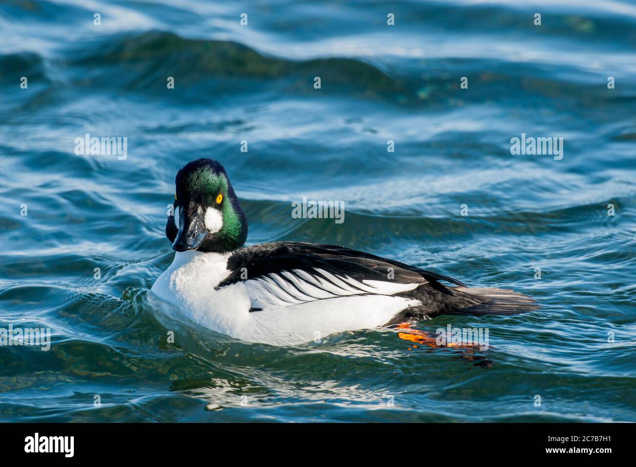 Canards godneeye communs (Bucephala clangula) en hiver sur un lac près d'Abashiri, une ville située sur la mer d'Okhotsk, Hokkaido, Japon. Banque D'Images