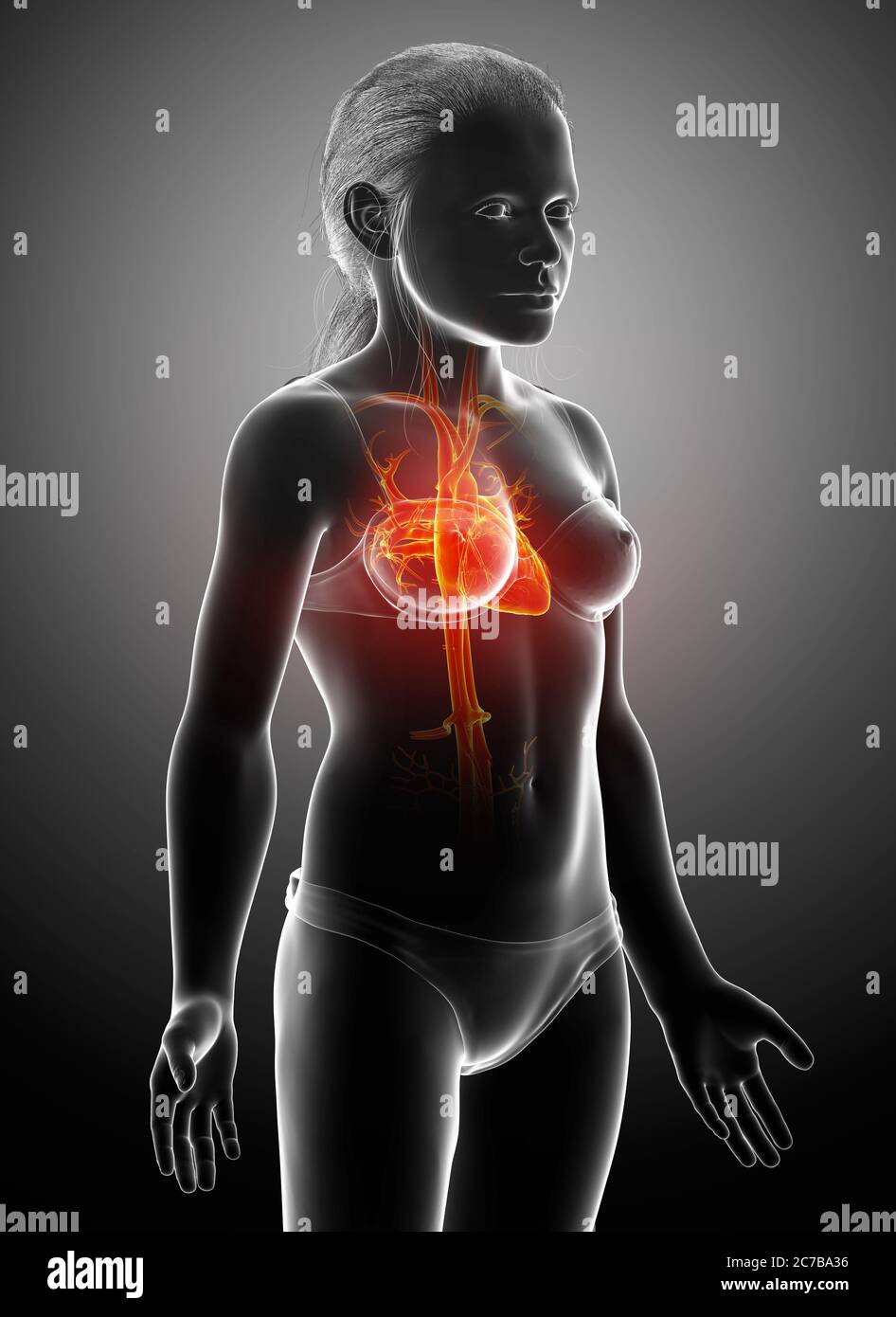 3d rendu médicalement précis illustration de l'anatomie du cœur de la jeune fille orange mise en évidence Banque D'Images