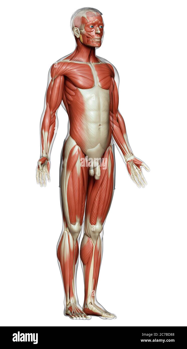 la 3d a rendu l'illustration médicale précise d'un système musculaire masculin Banque D'Images
