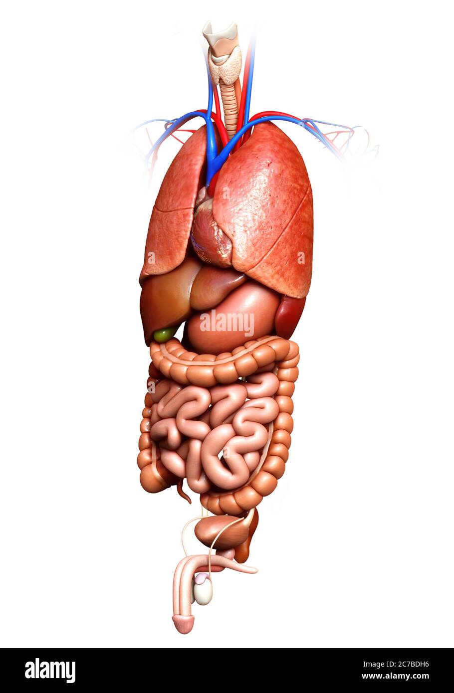 illustration médicale précise des organes internes en 3d Banque D'Images