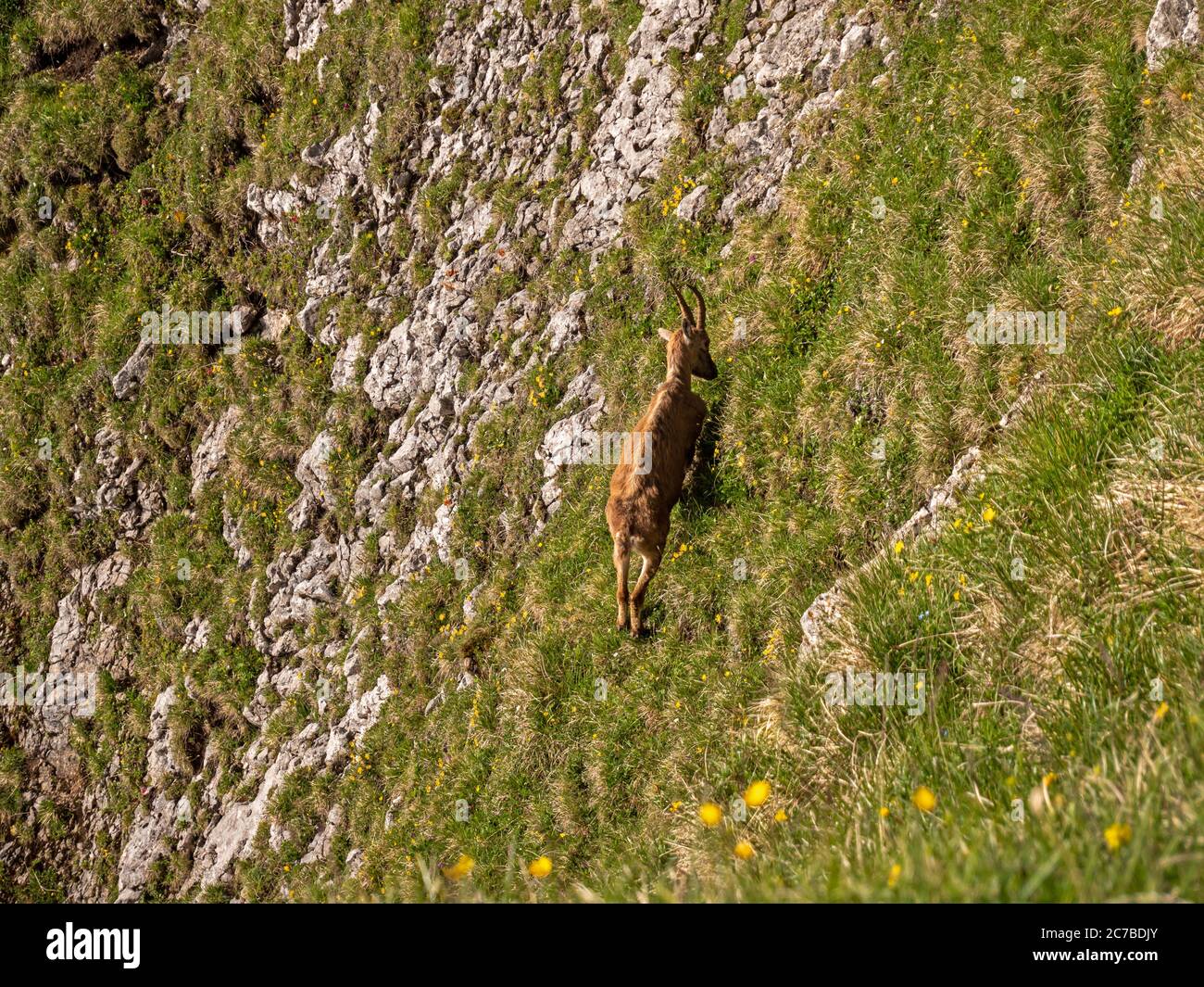 Photos d'une chèvre de montagne ibex sauvage qui regarde sur l'herbe sur une falaise dans les hautes alpes dans la région de pilatus en suisse. Banque D'Images
