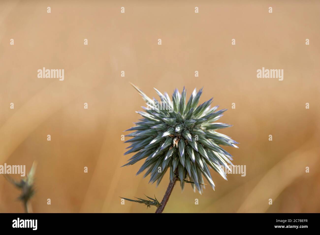 Chardon bleu du globe, Echinops fleur gros plan sur un fond flou d'herbe  jaune sèche Photo Stock - Alamy