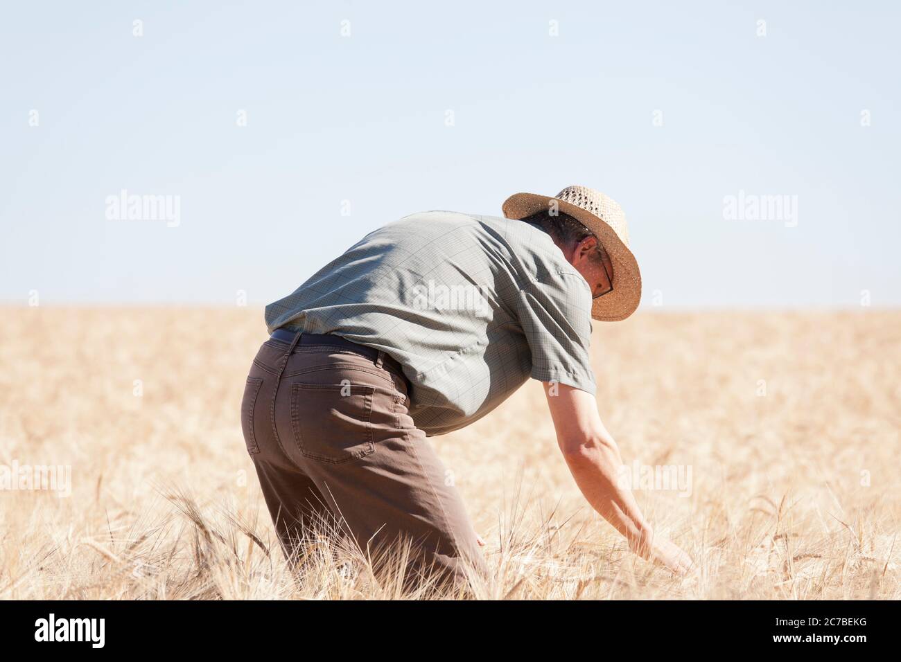 Agriculteur examinant le champ de récolte séché les jours chauds à la suite du réchauffement de la planète - se concentrer sur l'homme Banque D'Images