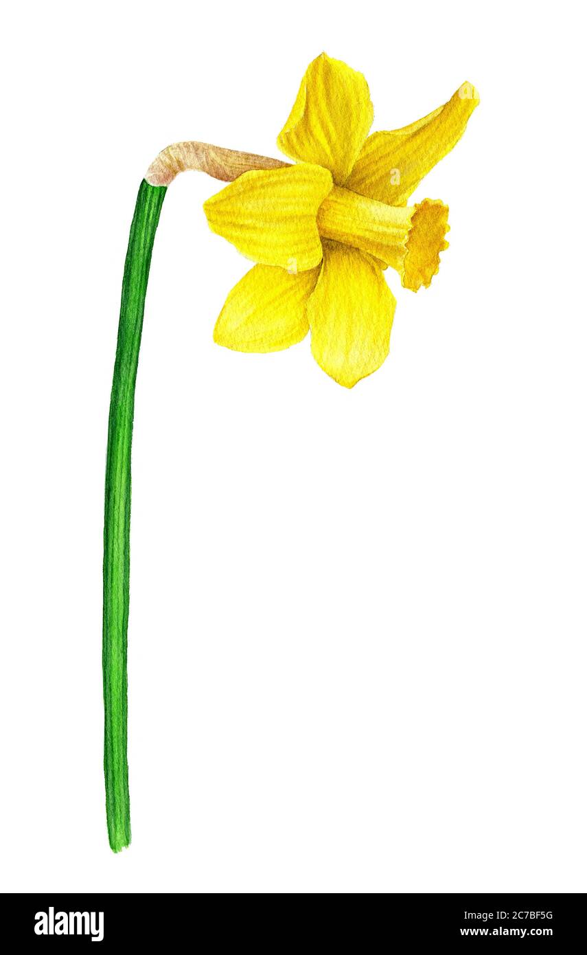 Fleur aquarelle. Jonquille jaune de la collection botanique d'époque Photo  Stock - Alamy