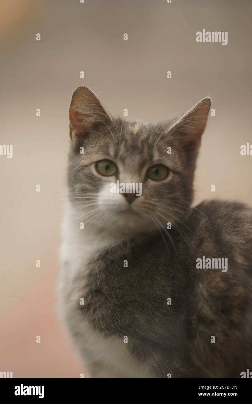 Un Beau Chat Blanc Gris Cendre Est Assis Sur Un Rebord De Fenetre Face De Gros Plan Photo Stock Alamy