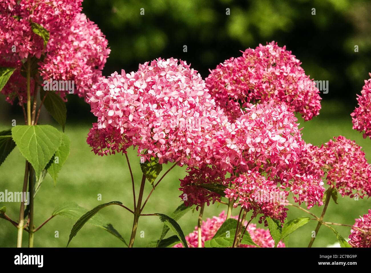 Hydrangea arborescens rose 'Invincibelle Esprit', Hydrangea lisse Banque D'Images