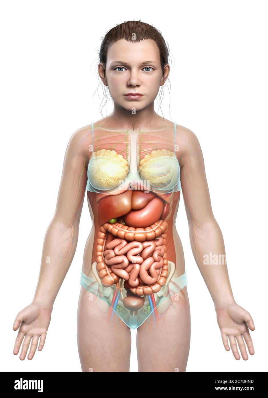 3d rendu médicalement précis illustration du système digestif de jeune fille Banque D'Images