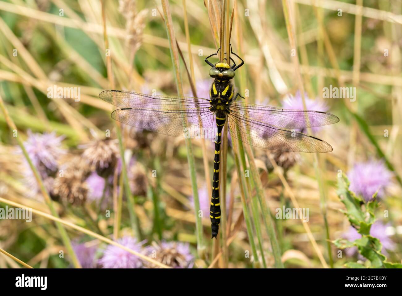 Libellule à anneaux dorés (Cordulegaster boltonii), Royaume-Uni, dans un pré de fleurs sauvages Banque D'Images