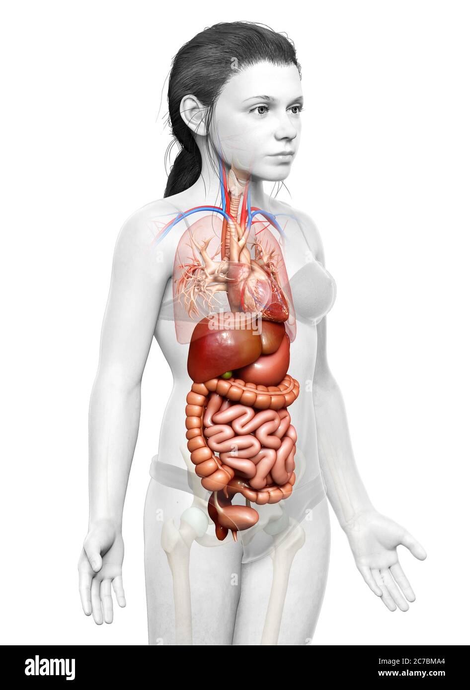 3d rendu médicalement précis illustration du système digestif de jeune fille Banque D'Images