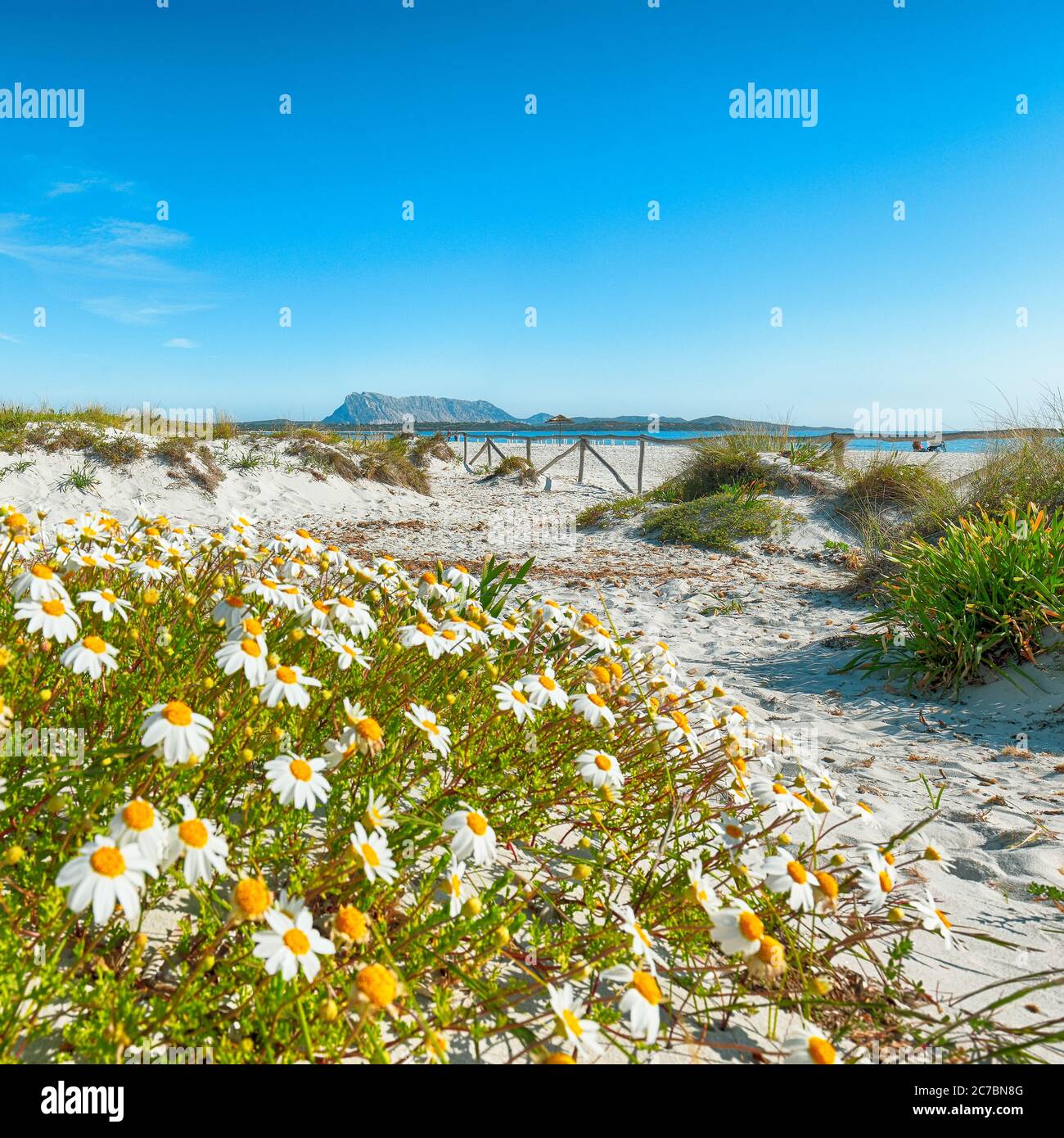 Paysage d'herbe et de fleurs dans les dunes de sable sur la plage la Cinta. Eau turquoise et sable blanc. Lieu: San Teodoro, province d'Olbia Tempio, ADRD Banque D'Images