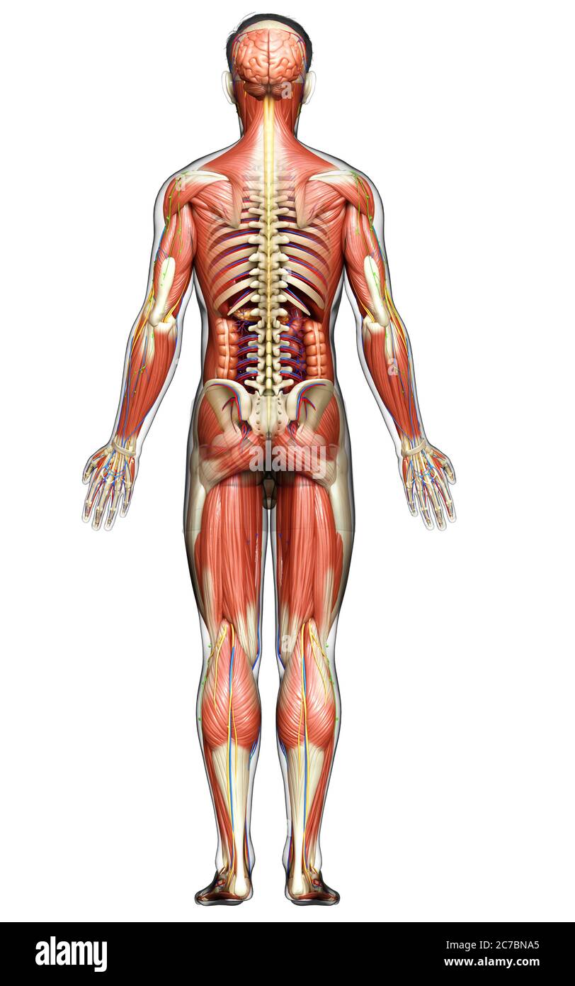 3d rendu médicalement précis de l'anatomie masculine Banque D'Images