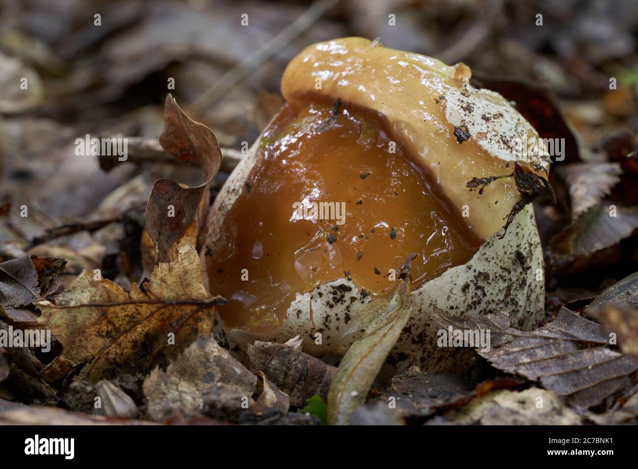 Stade précoce du champignon Phallus impudicus dans la forêt décidue. Connu sous le nom de corne de rose commune. Champignon gélatineux dans les feuilles. Banque D'Images