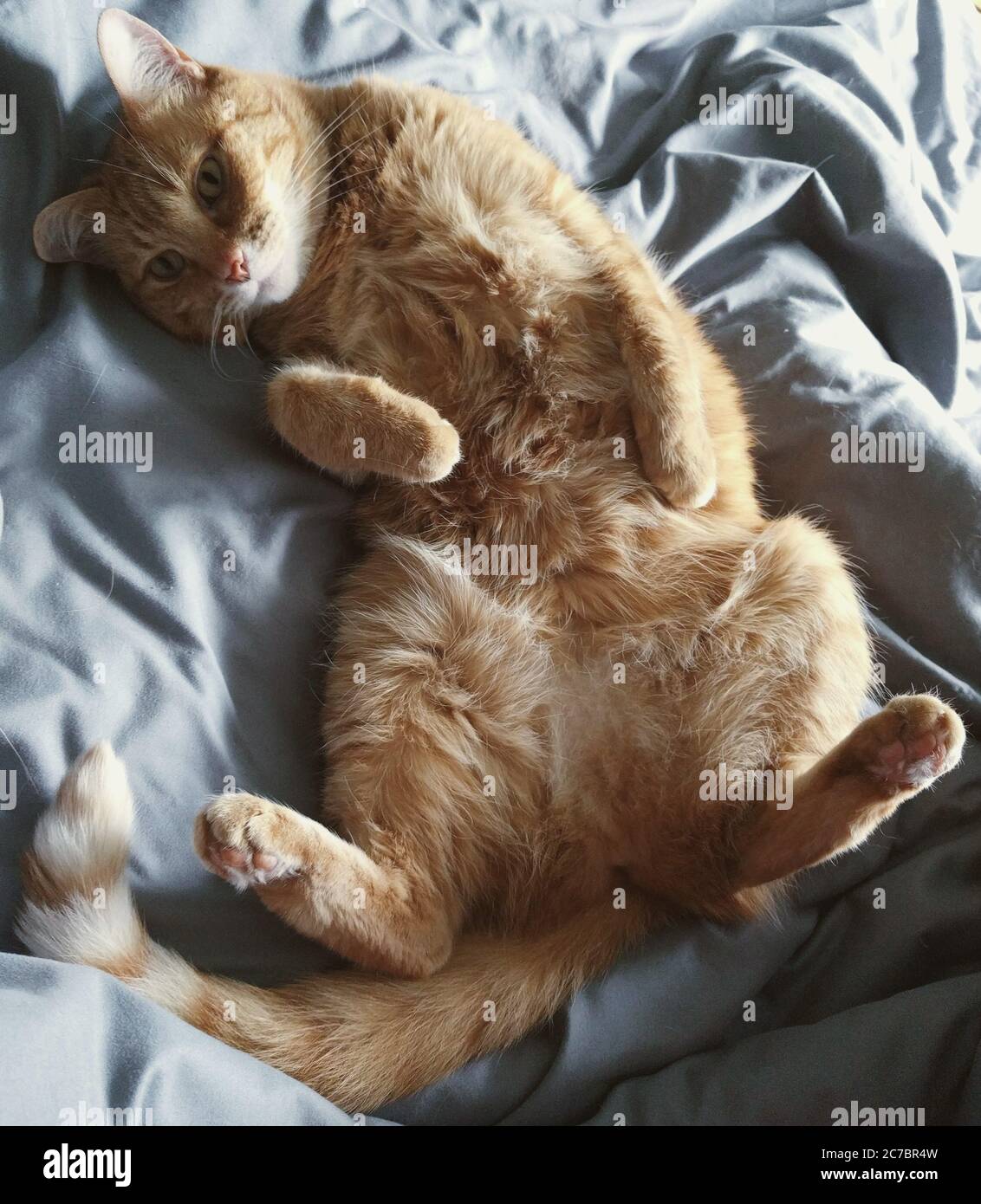 Gros Plan D Un Chat Marron Mignon Couche Sur Son Dos Avec Le Ventre Expose Photo Stock Alamy