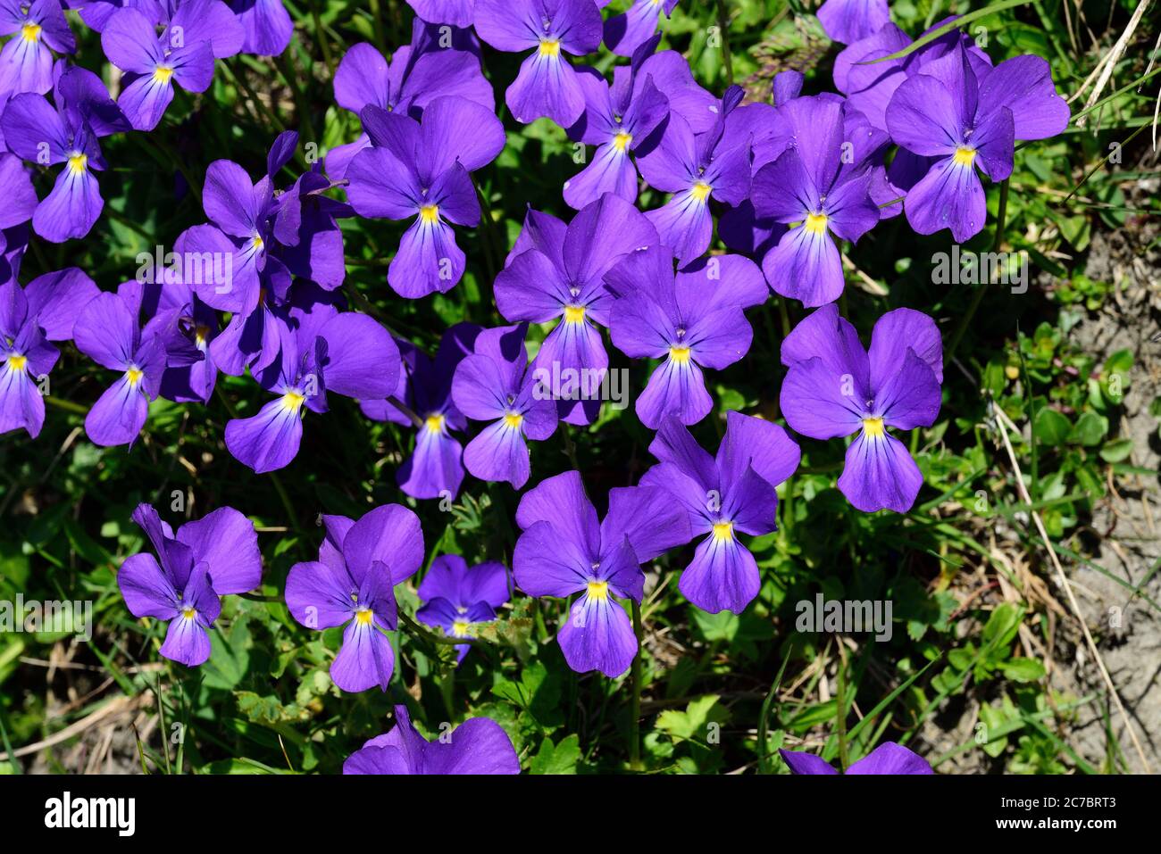 Violet de montagne. Viola calcarata, Violaceae, amas, inflorescence, fleurs,  plante, Alp Lüsch, Heinzenberg, Alpes, Canton de Grisons, Swit Photo Stock  - Alamy