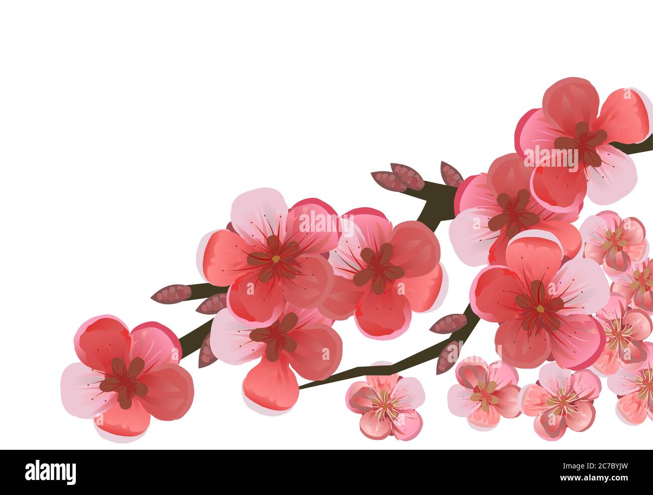 Branche de cerisier, prune, pommier, abricot, pêche, poire. Arbre de jardin aux fruits en fleurs. Grandes fleurs rouges et roses. Isolé sur un blanc Illustration de Vecteur