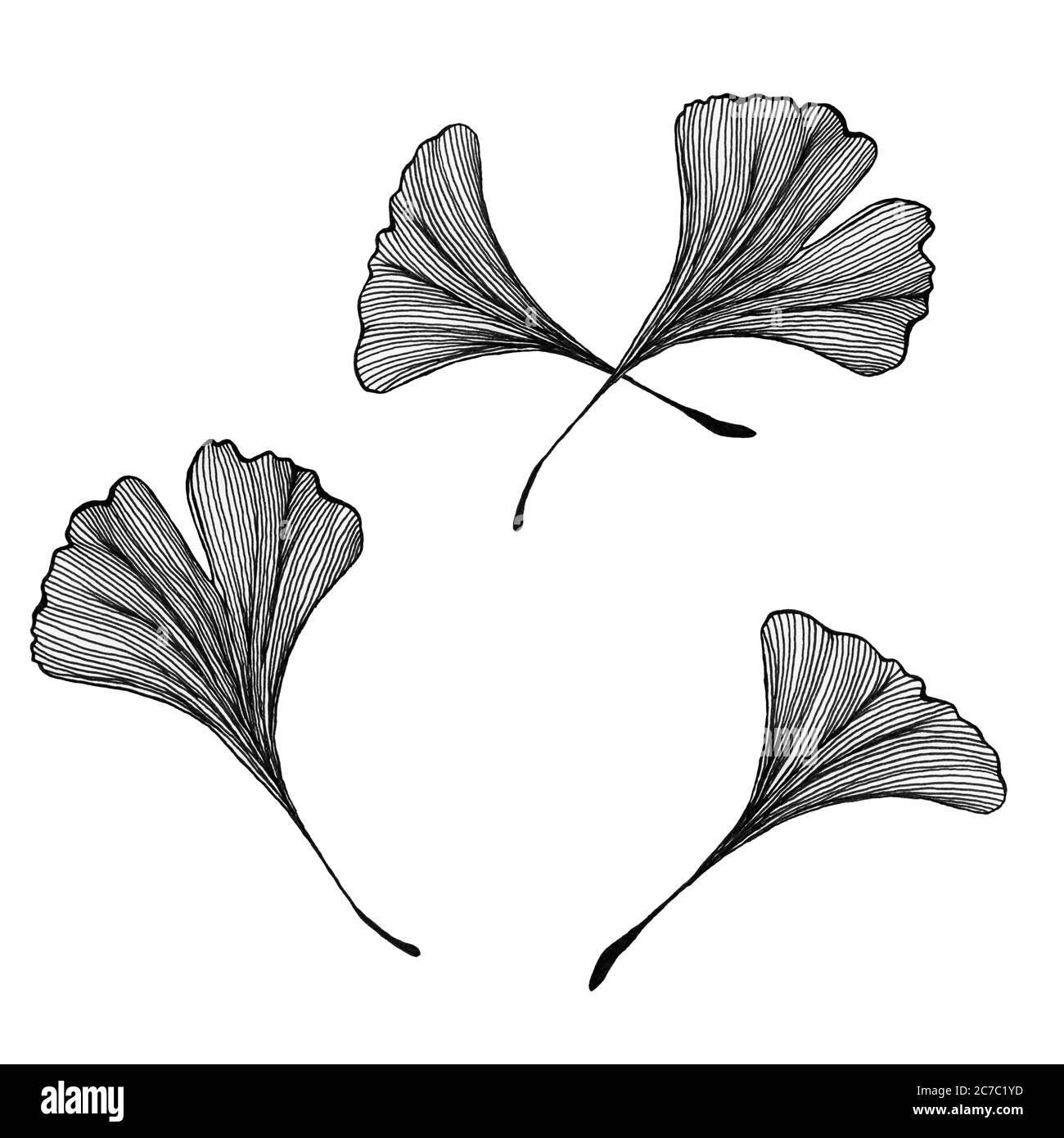 feuilles de ginkgo biloba dessinées à la main isolées sur blanc, illustration de l'art vintage de feuille de ginkgo, monochrome feuille de ginkgo conception botanique Banque D'Images