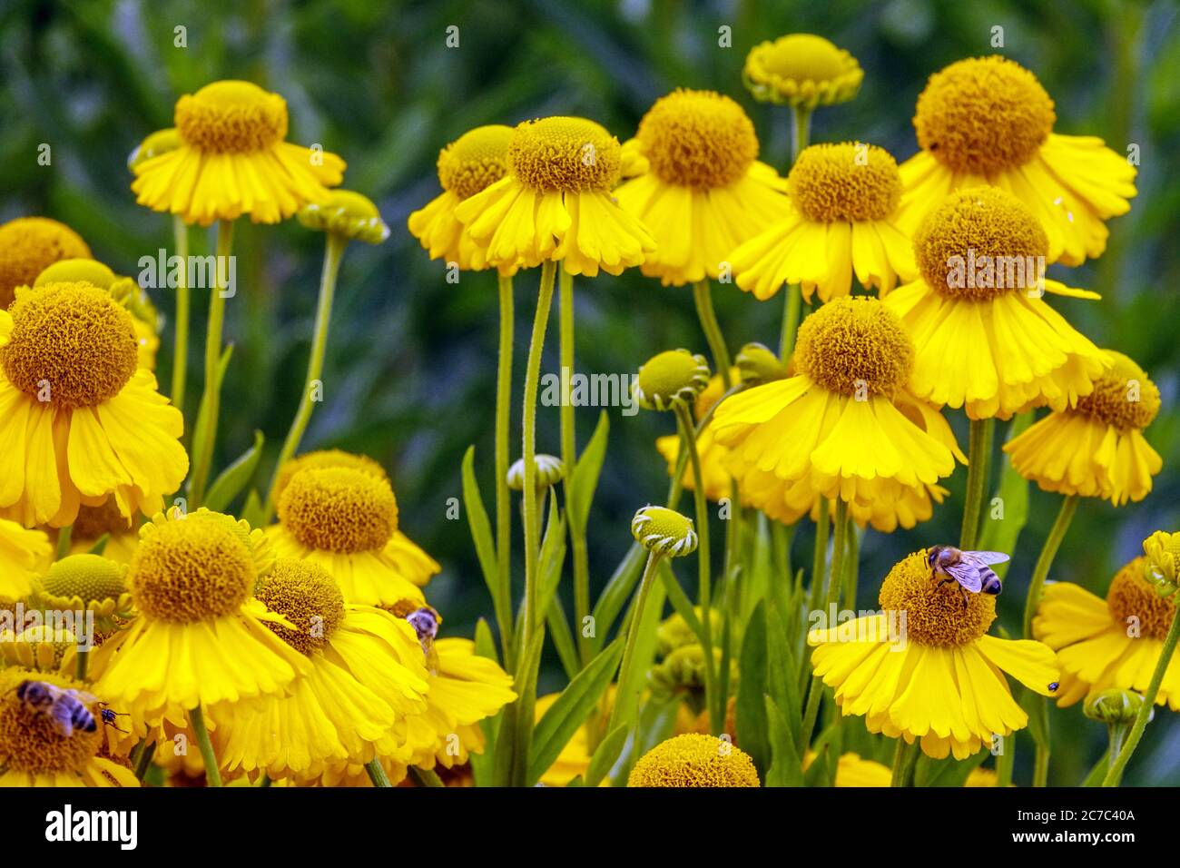 Helenium jaune 'Golden Youth' Sneezeweed Banque D'Images