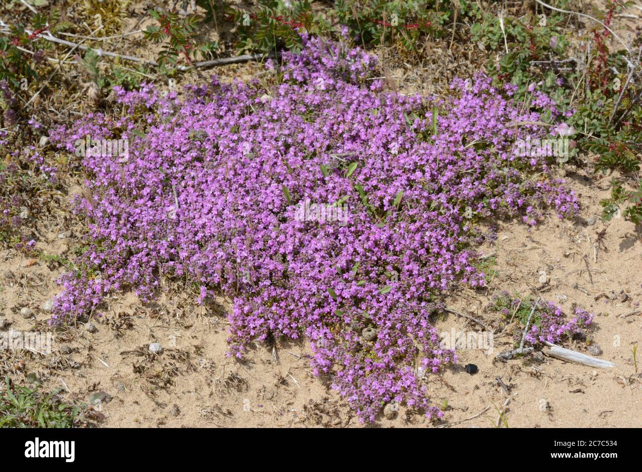 Thym sauvage en fleur poussant sur les dunes de sable Thimus serpyllum breckland thym Creeping thym fleurs Whiteford Burrows Gower Wales Cymru UK Banque D'Images