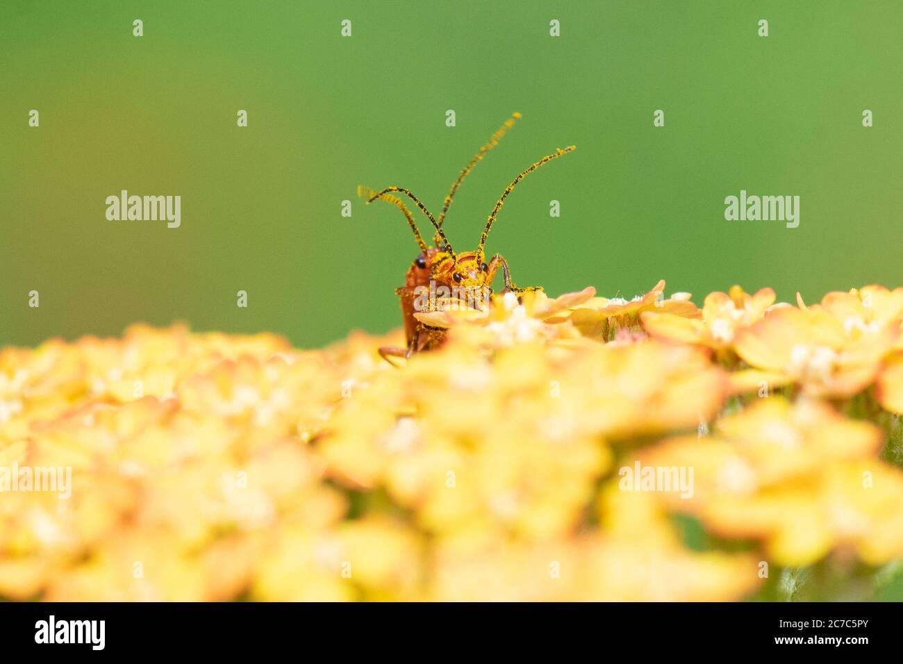 Rhagonycha fulva - coléoptères des soldats rouges - recouverts de grains de pollen se confond sur les fleurs de terre cuite d'Achillea dans le jardin britannique Banque D'Images